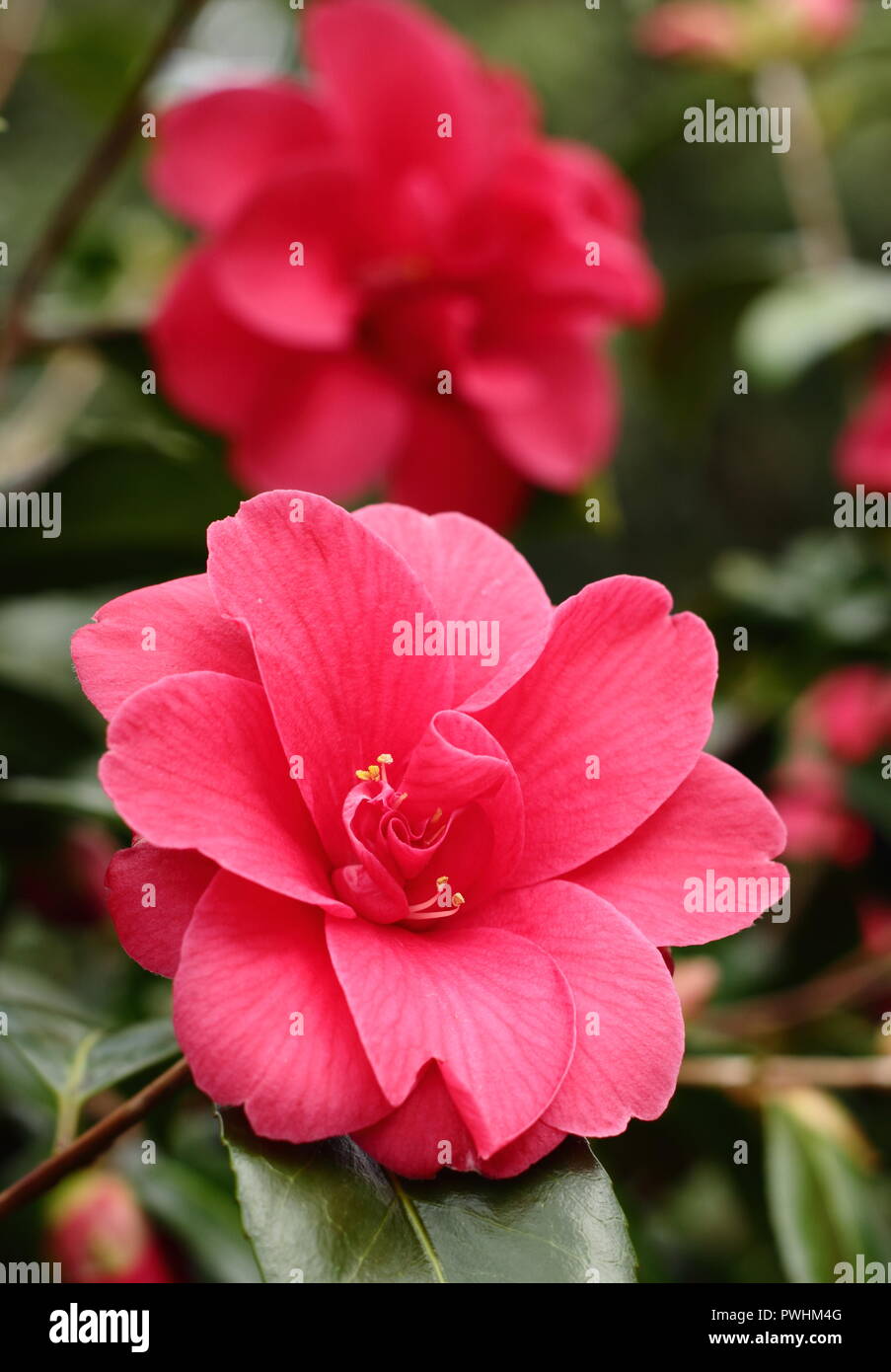 Blossoms of Camellia x williamsii Celebration in spring in an English garden Stock Photo