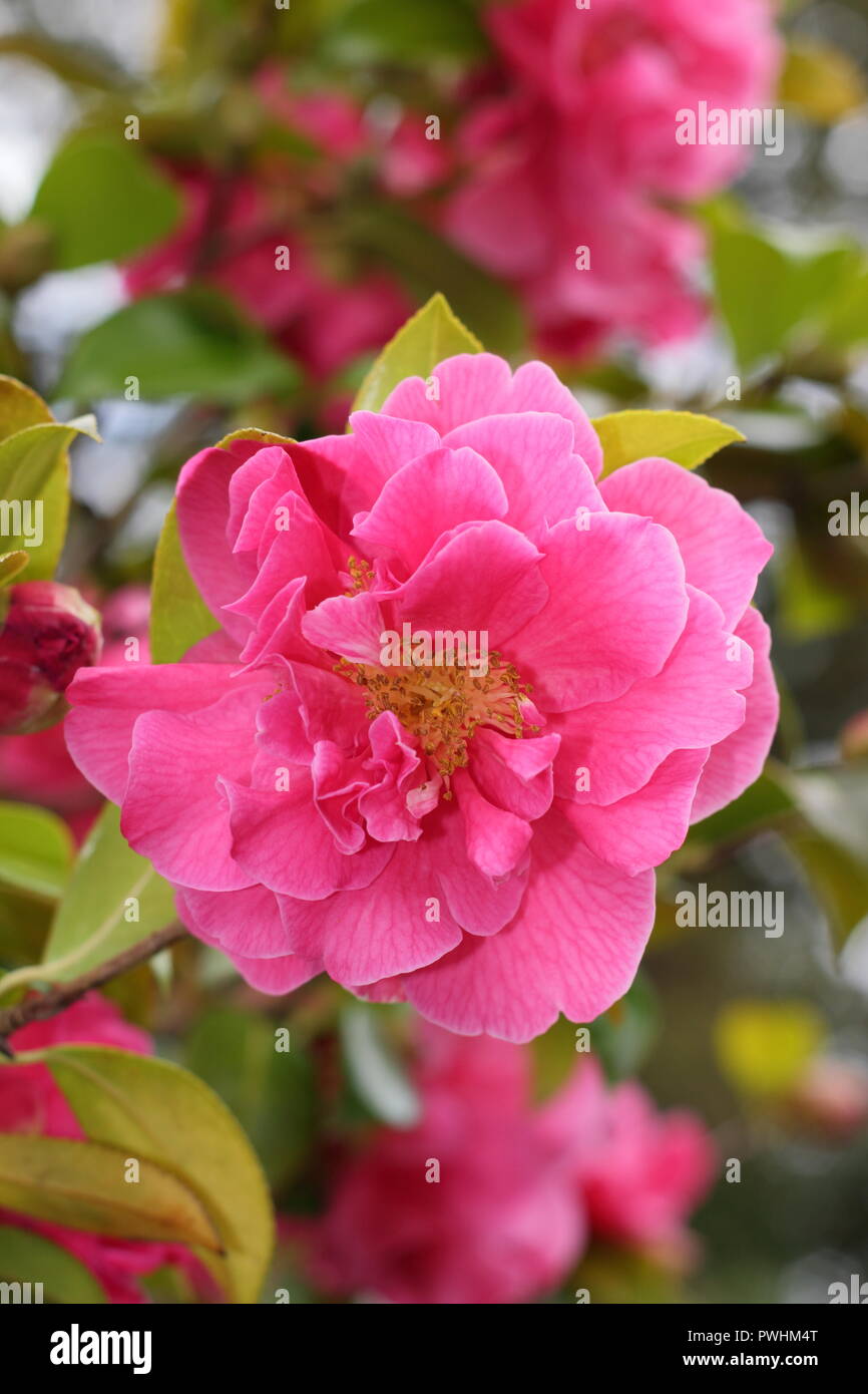 Blossosm of Camellia × williamsii 'Anticipation', spring, UK Stock Photo