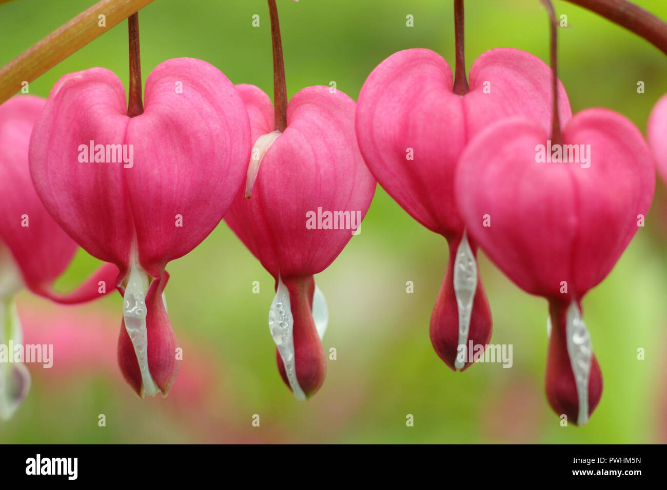Lamprocapnos spectabilis bleeding heart, also called dicentra spectabilis, in flower, UK Stock Photo
