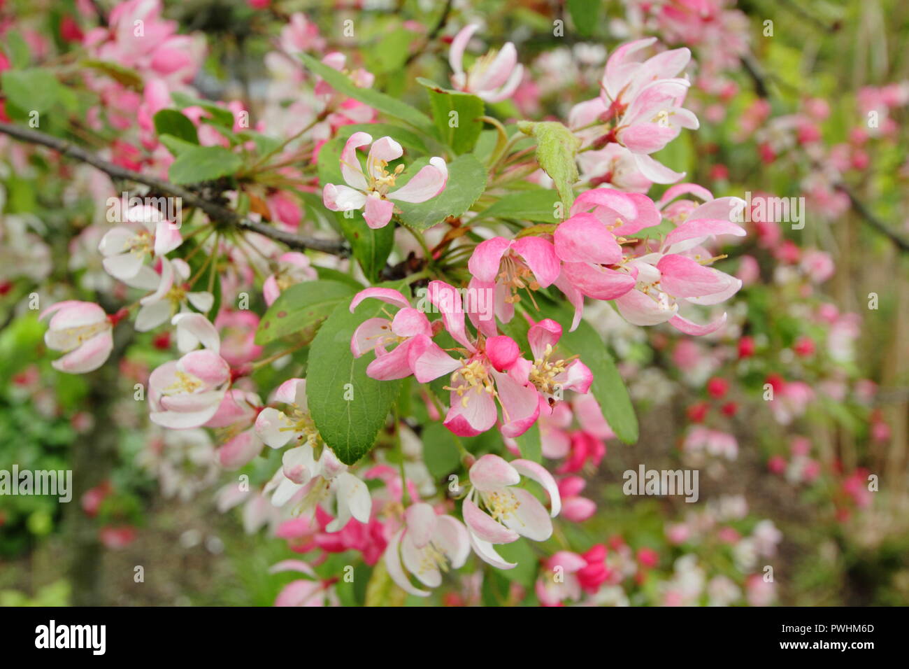 Malus x floribunda, also called showy crab apple (Pyrus  floribunda) in blossom in an English garden, UK Stock Photo