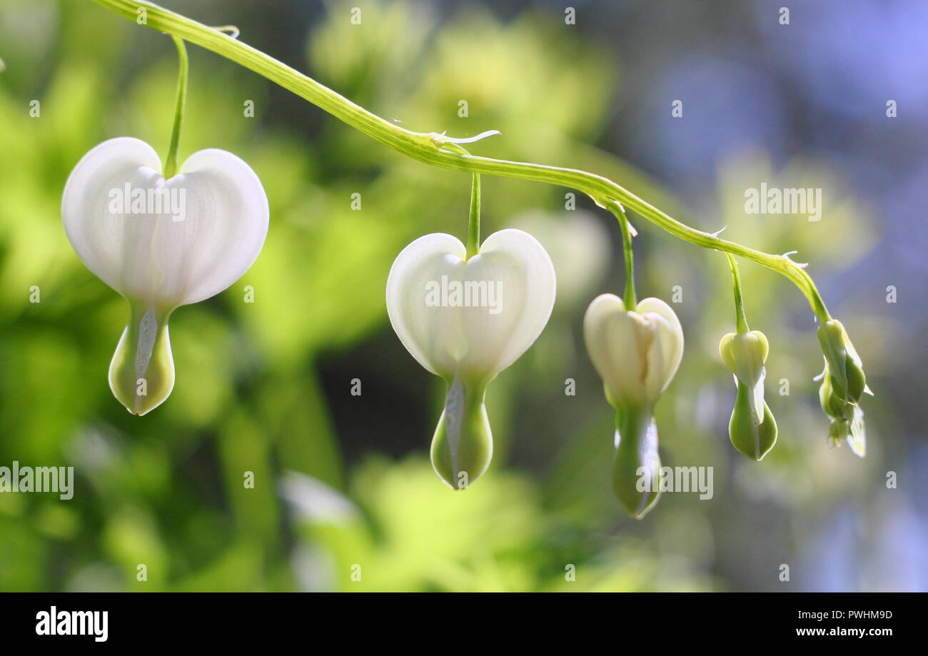 Dicentra Spectabilis Alba,also called Lamprocapnos spectabilis 'Alba'. flowers in full bloom in May, UK Stock Photo