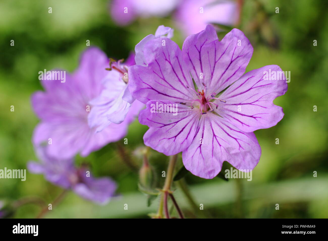 Geranium tuberosum, also called tuberous rooted cranesbill, in flower in summer, UK Stock Photo