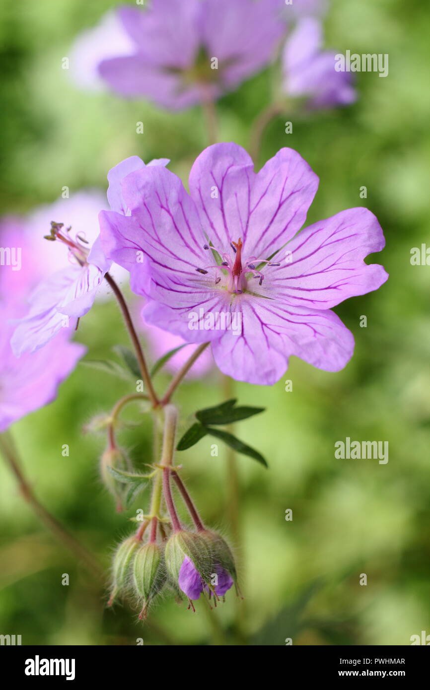 Geranium tuberosum, also called tuberous rooted cranesbill, in flower in summer, UK Stock Photo