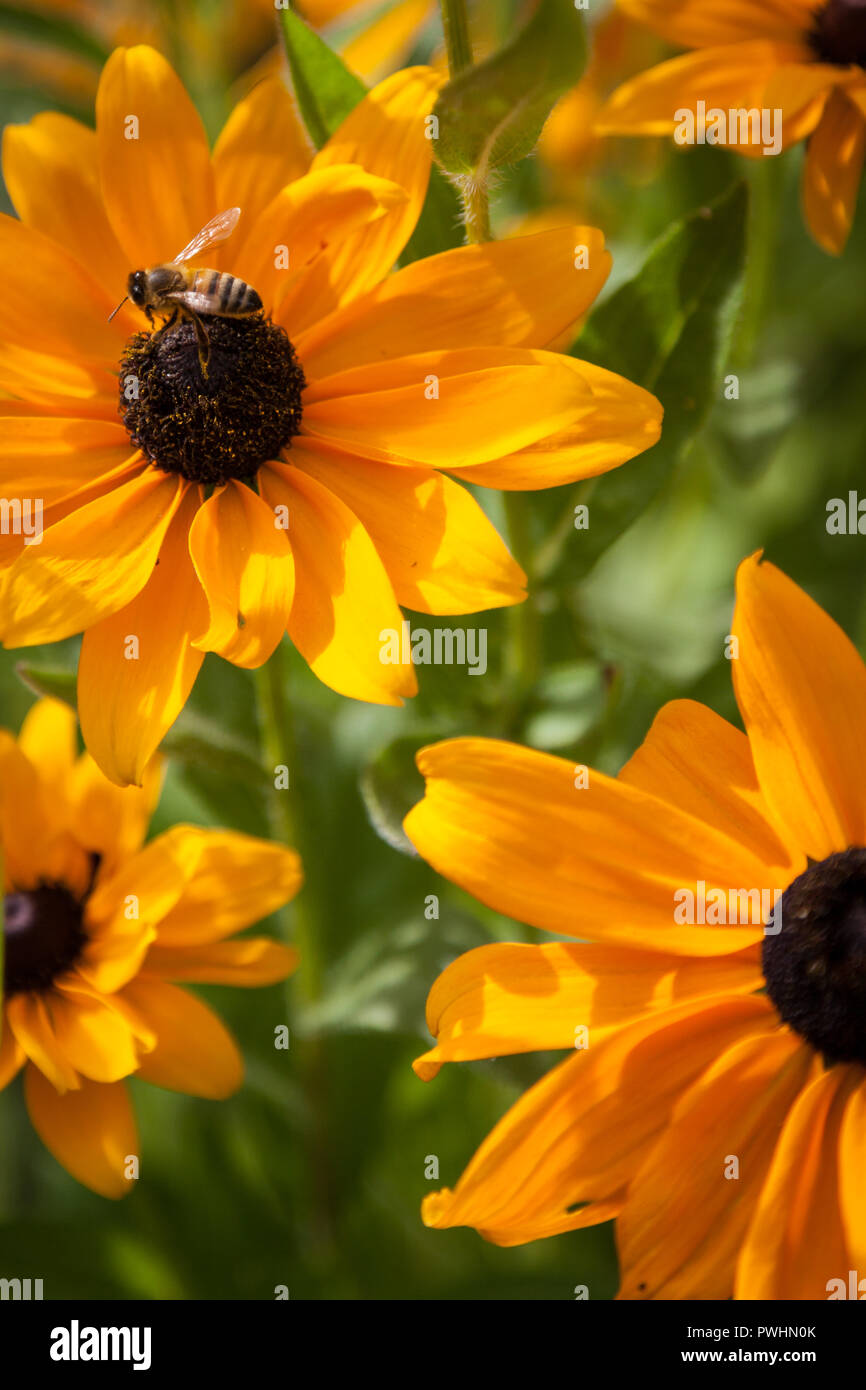 Honey Bee on a yellow daisy-like flower Stock Photo
