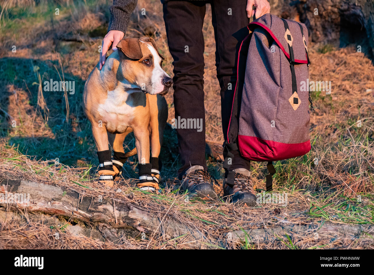 Hiker and dog in hiking shoes stand side by side in the forest. Dog in