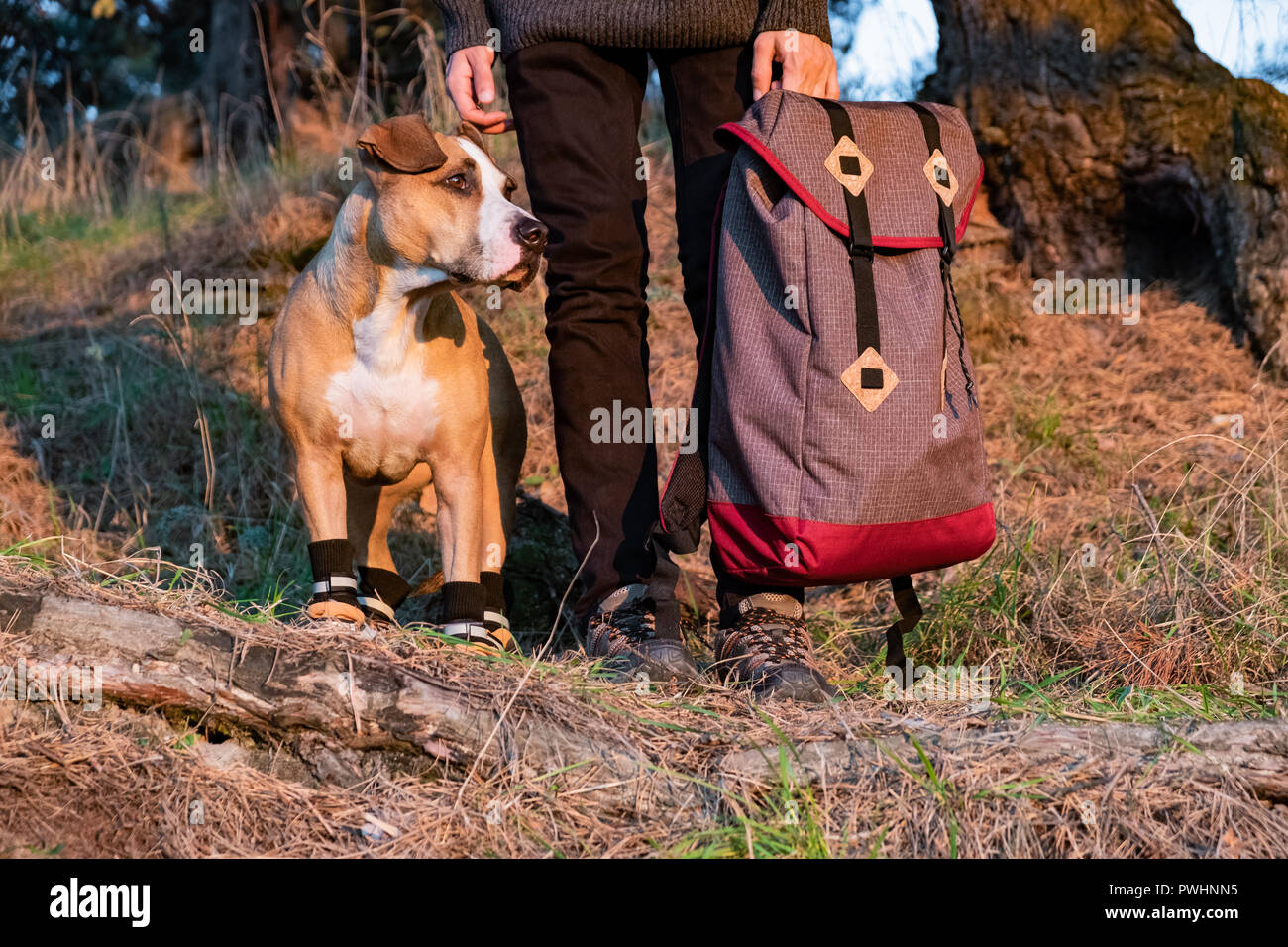 Hiker and dog in hiking shoes stand side by side in the forest. Dog in