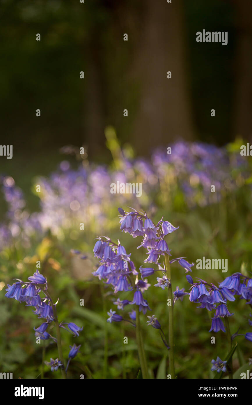 Wild Bluebells in an English woodland Stock Photo - Alamy