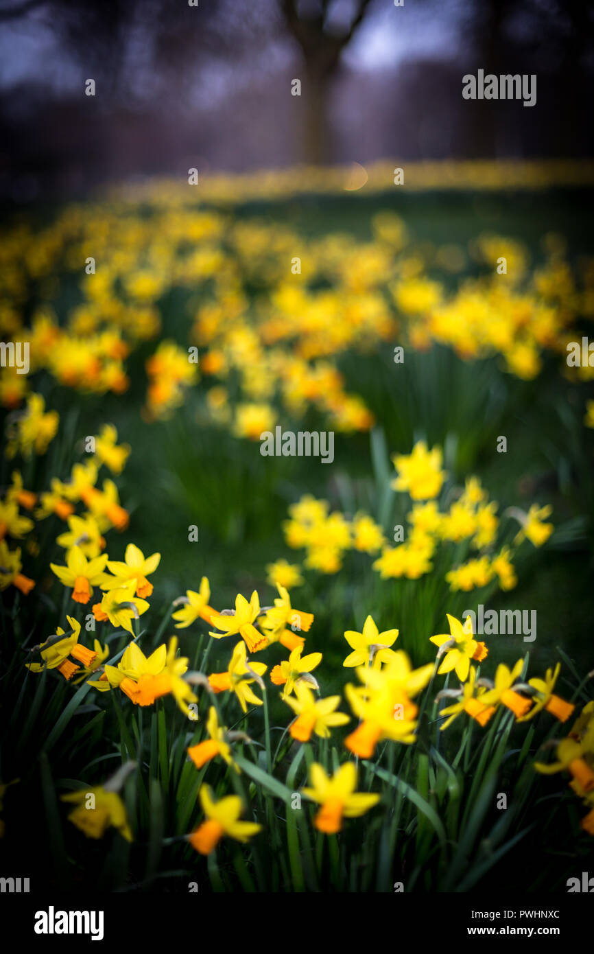 Narcissus Stock Photo
