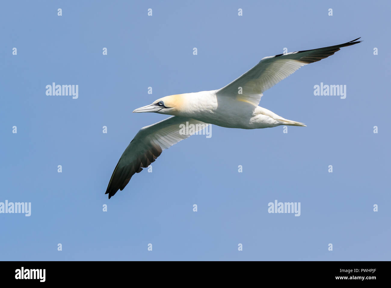 Northern gannet seabird (Morus bassanus) isolated in midair flight ...