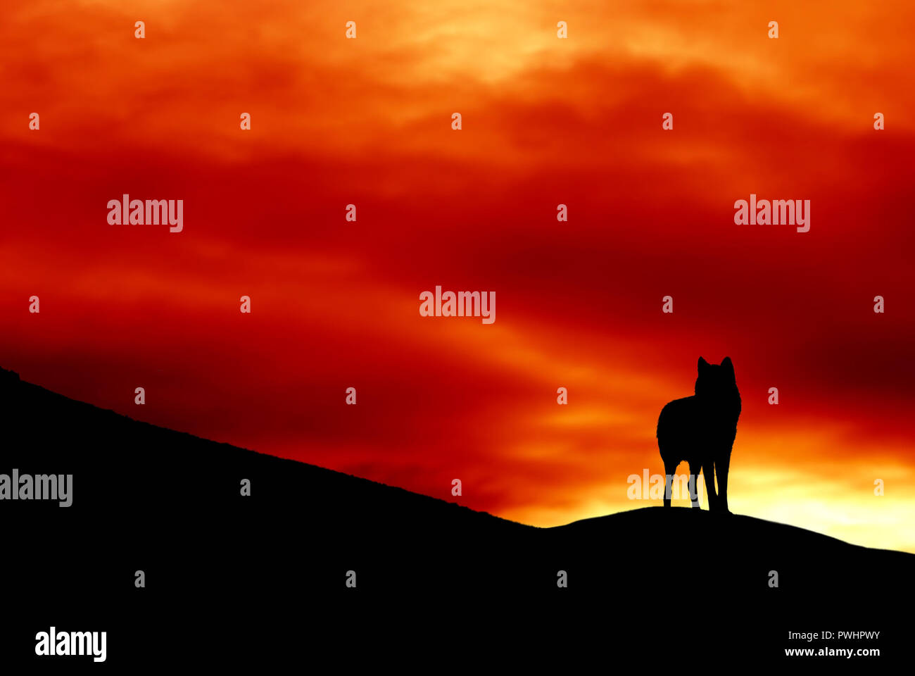 lone wolf in silhouette at sunset Stock Photo