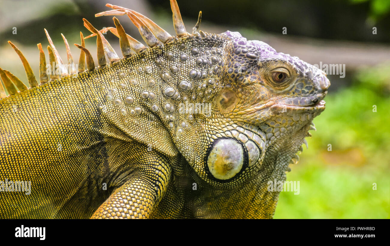 Wildlife in their Habitat Stock Photo Alamy