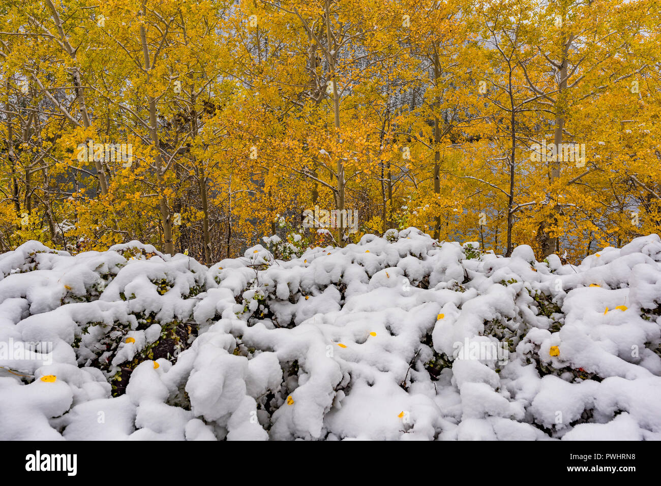 Aspen Trees Snow High Resolution Stock Photography And Images Alamy