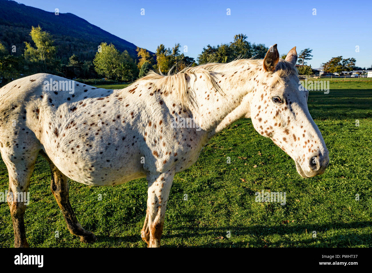 Old Appaloosa horse Stock Photo - Alamy