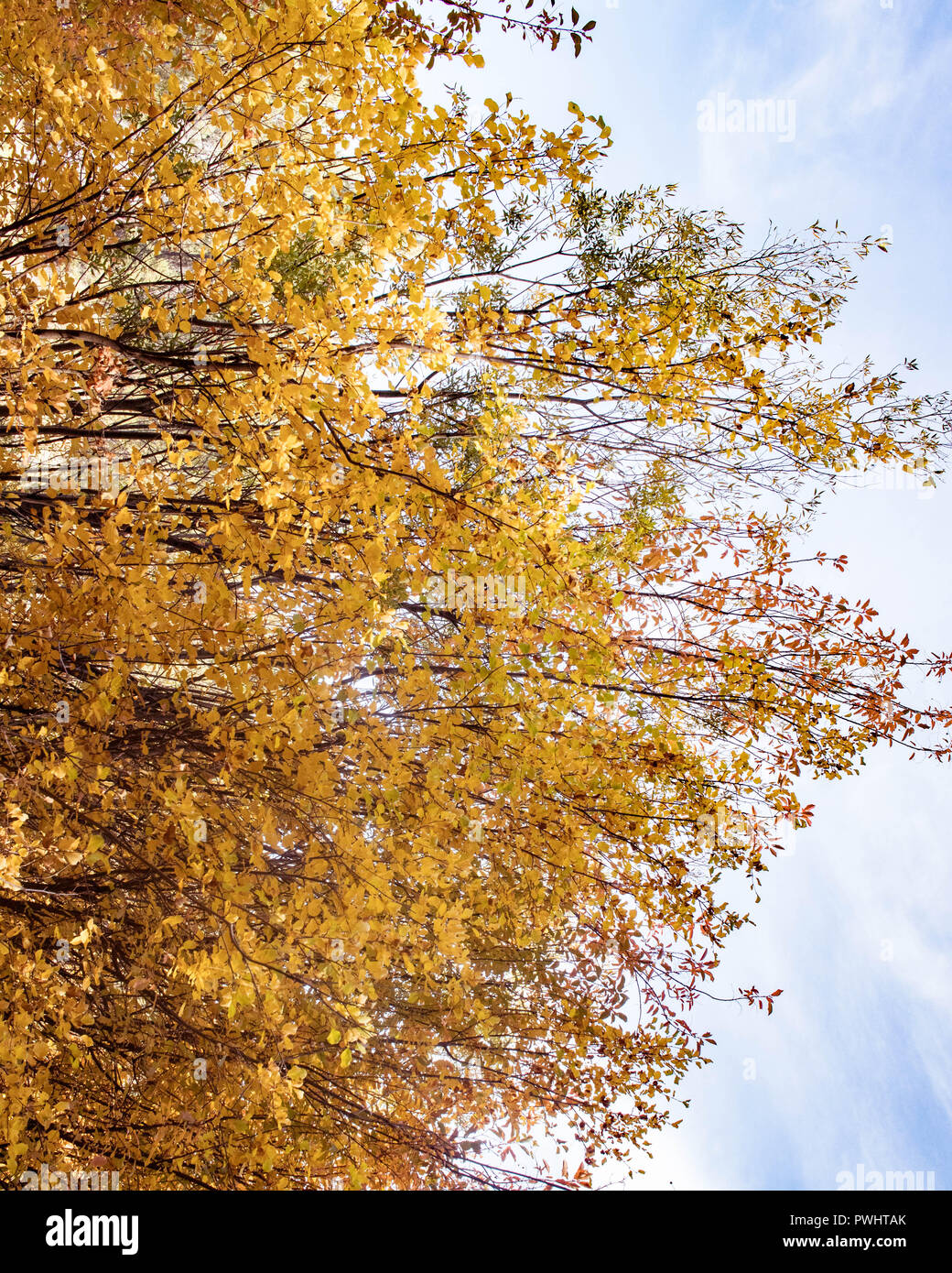 Quaking aspen trees add splashes of yellow along the bank of the