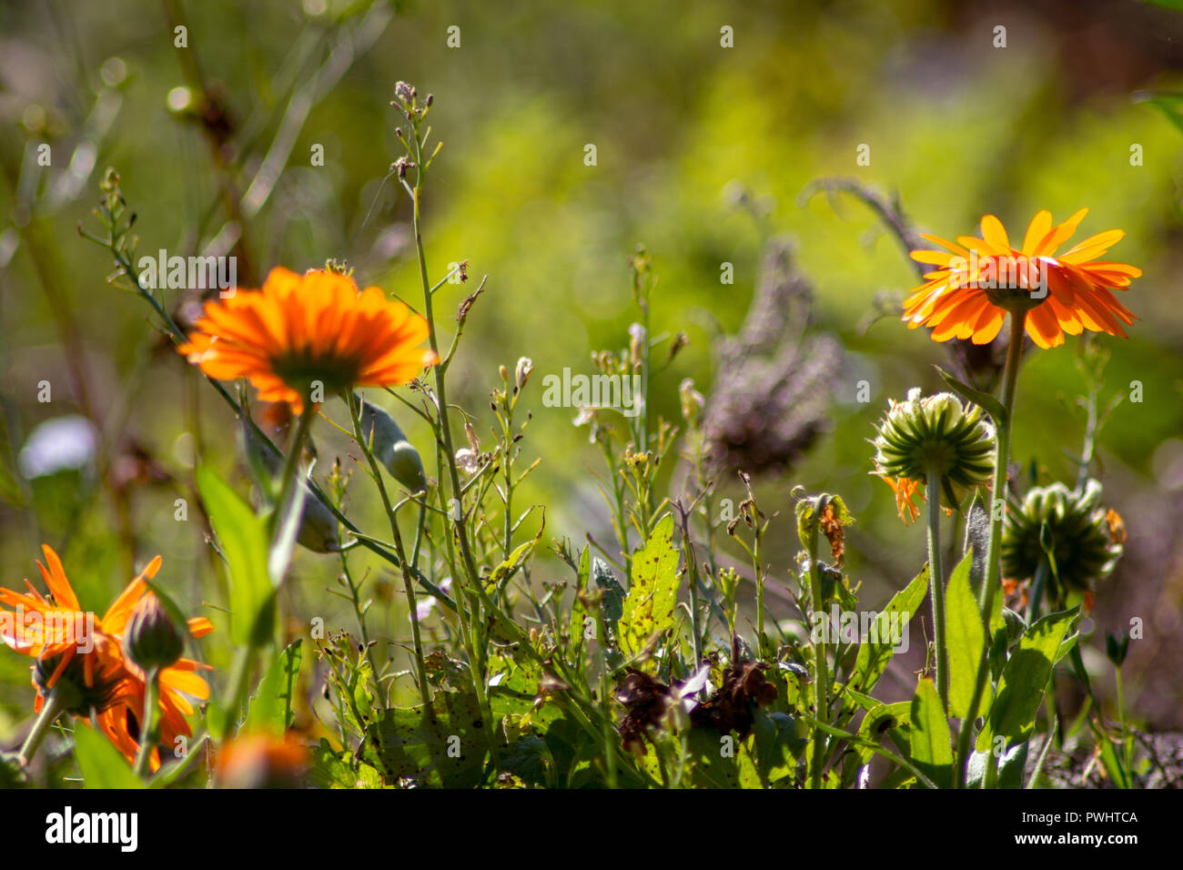 Concept nature : Wild flowers Stock Photo