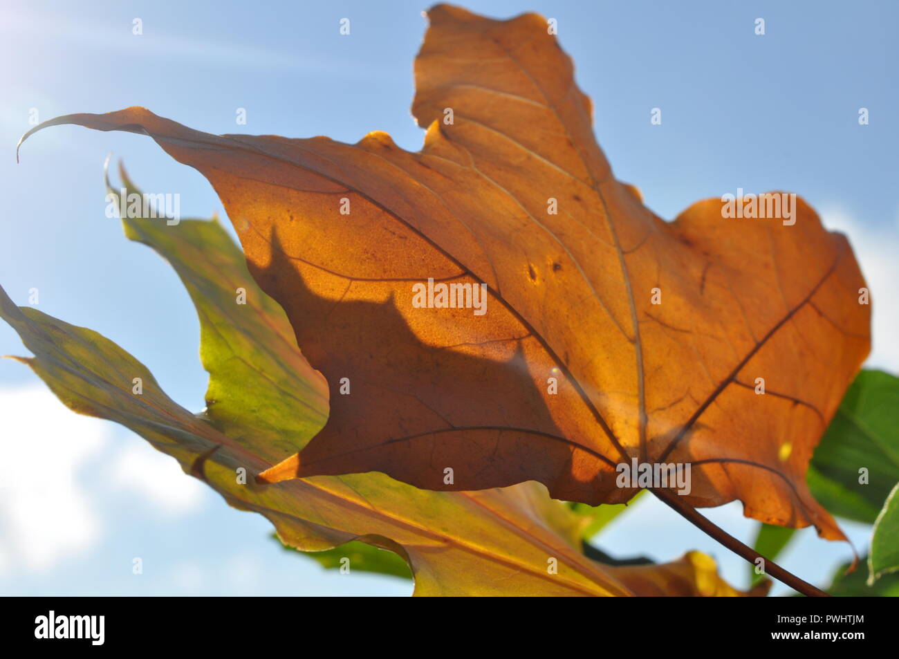 Autumn leaves blowing in the wind, with sky on a bright sunny day Stock Photo Alamy
