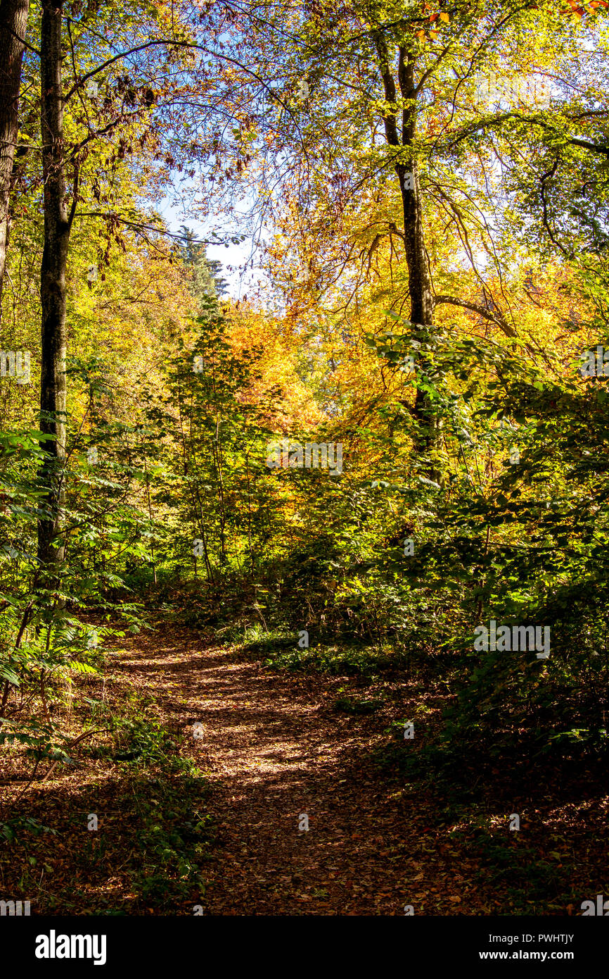 Concept nature : walking through woods Stock Photo