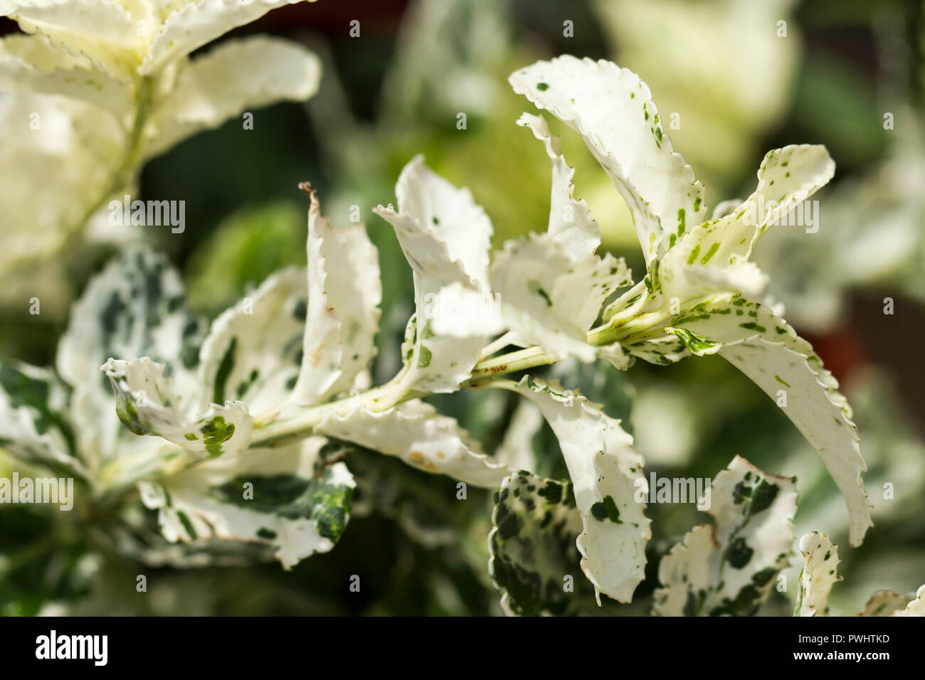 Euonymus Fortunei Harlequin, Spindle Harlequin plant closeup in summer,  United Kingdom Stock Photo - Alamy
