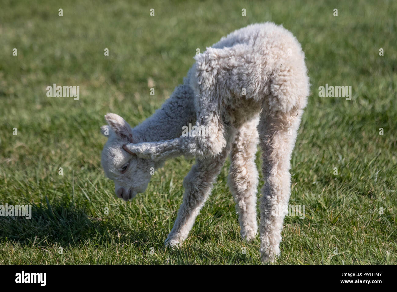 An awkward newborn alpaca tries to scratch its ear as it basks in the ...