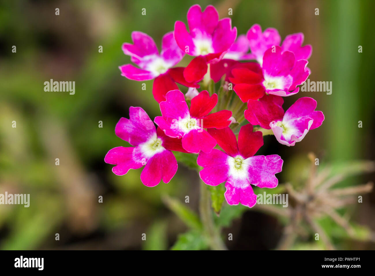 Trailing verbena twister burgundy hires stock photography and images