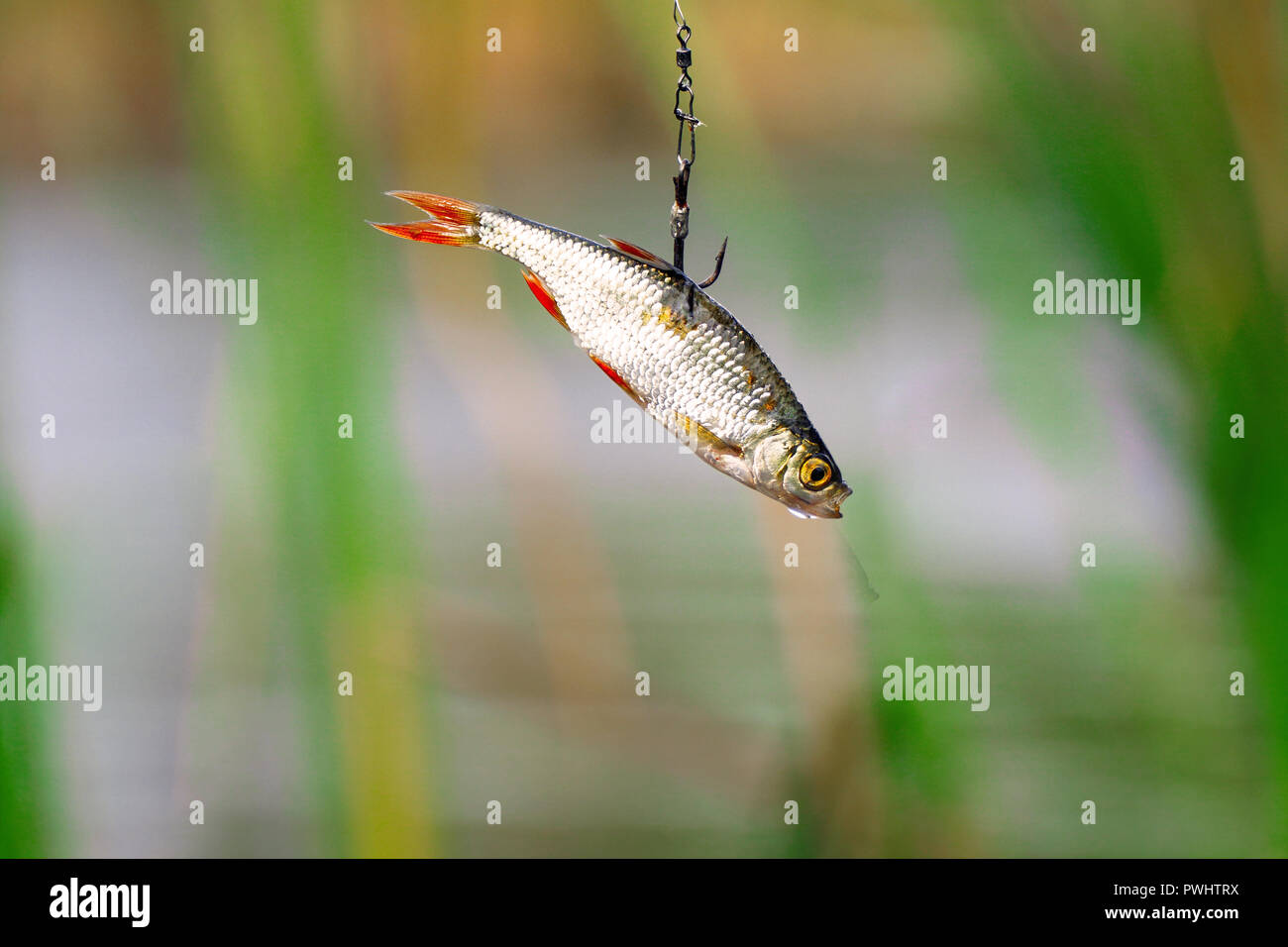 Live bait for pike fishing Stock Photo Alamy