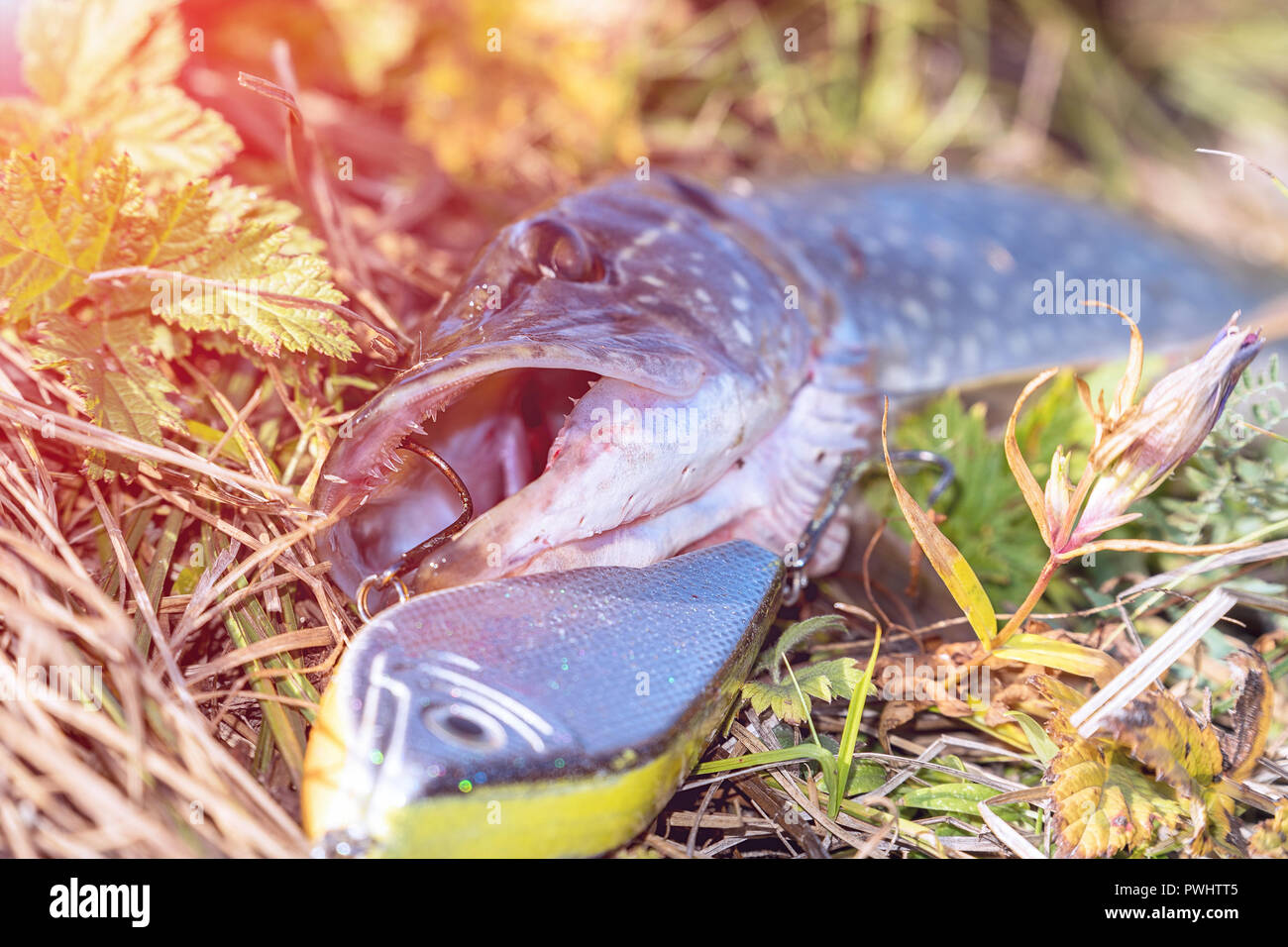 Pike on grass with bait in mouth Stock Photo