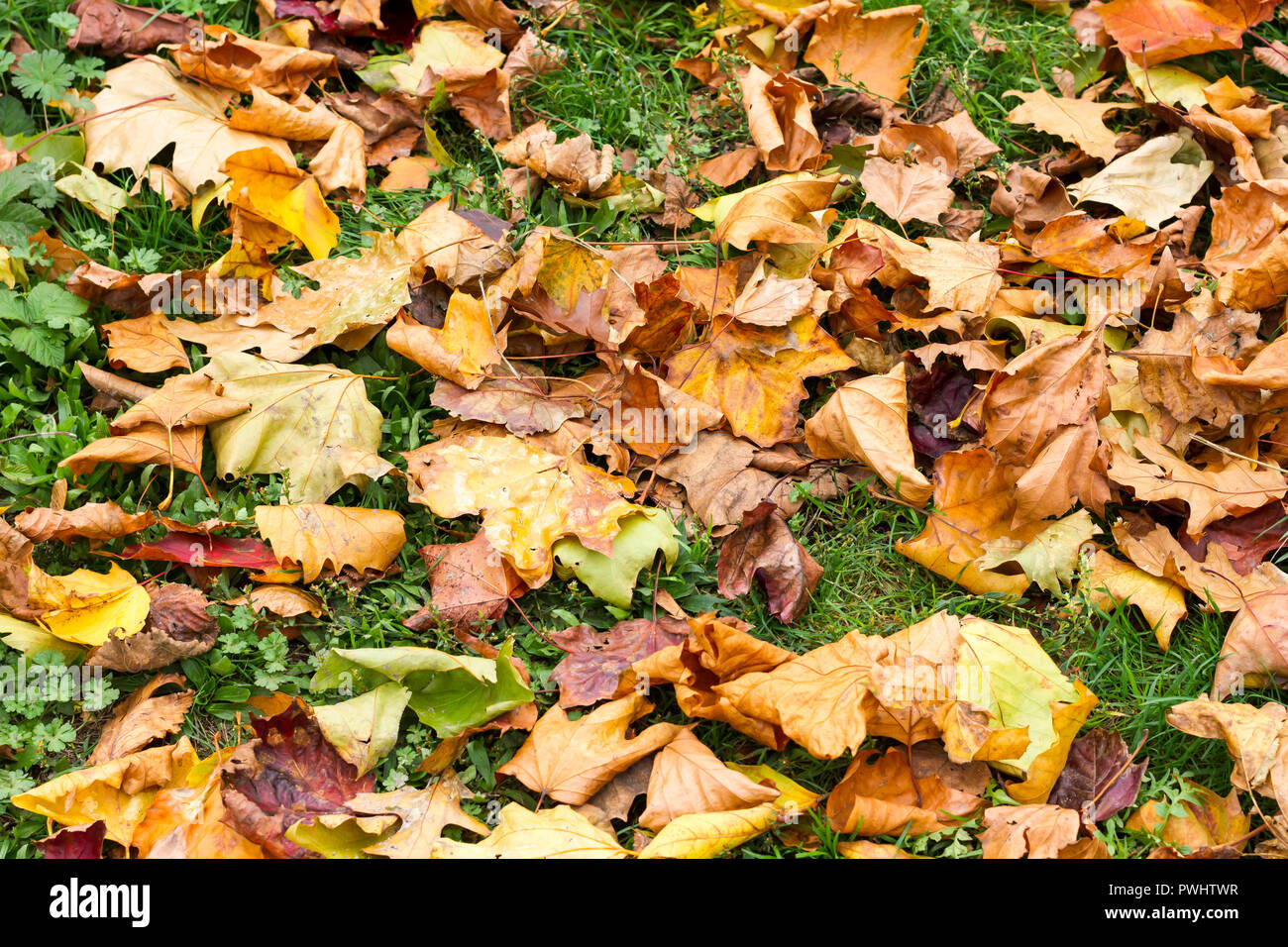Autumn leaves on the ground in October, Dorset, UK Stock Photo - Alamy