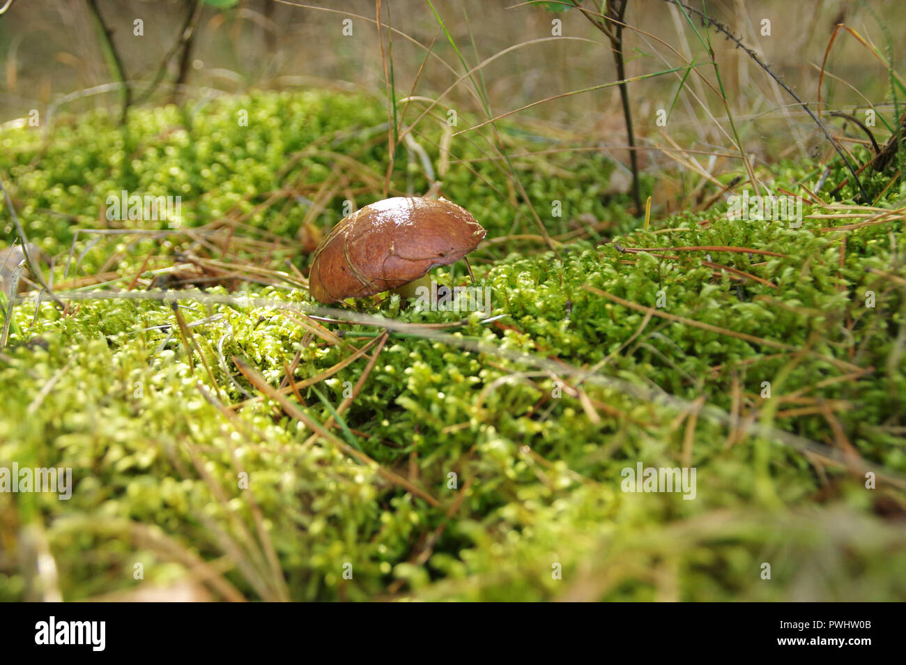 Slippery jack mushrooms (suillus) in natural environment. Eatable fungus on undergrowth. Stock Photo