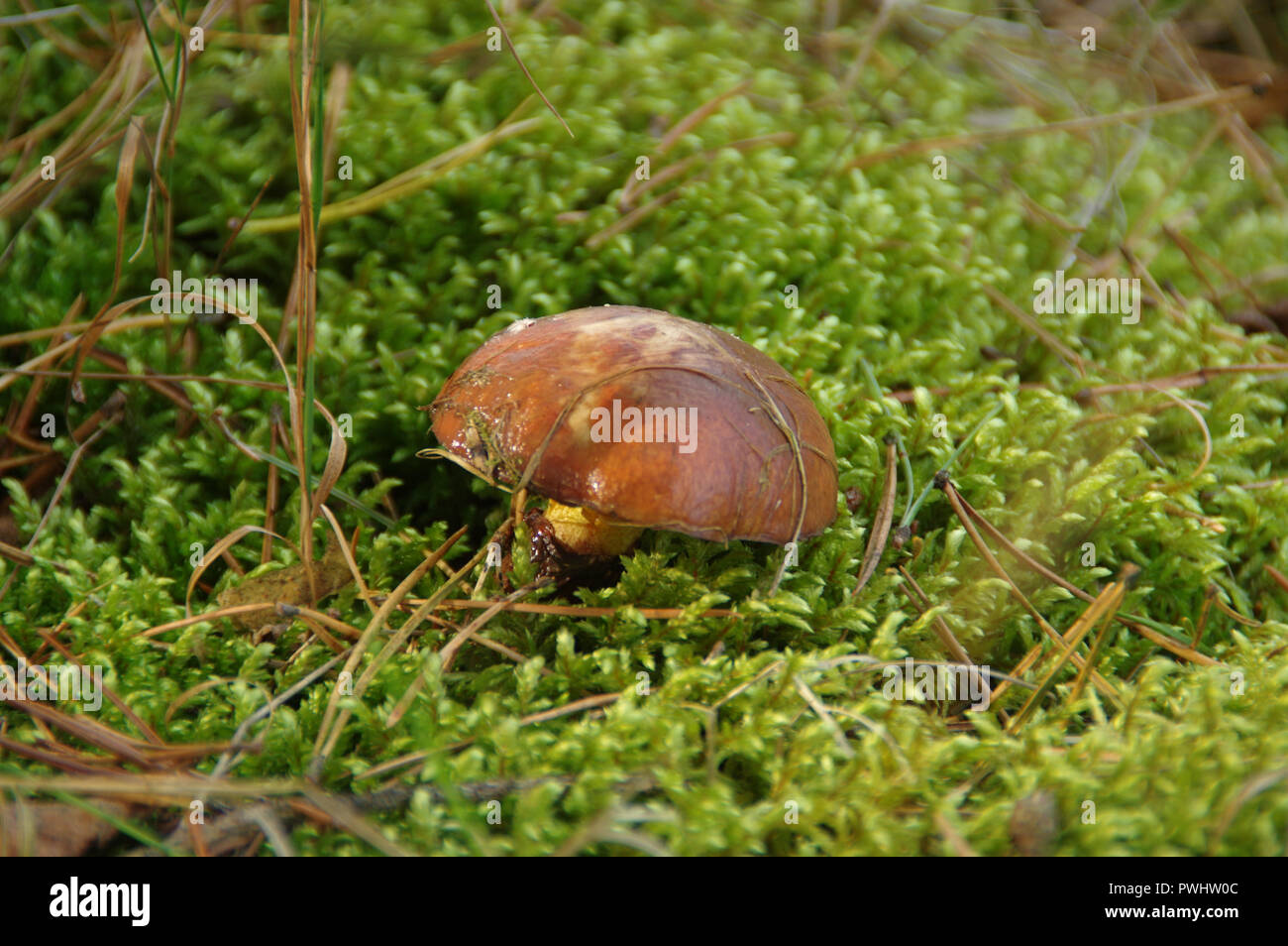 Slippery jack mushrooms (suillus) in natural environment. Edible fungus on green moss. Stock Photo