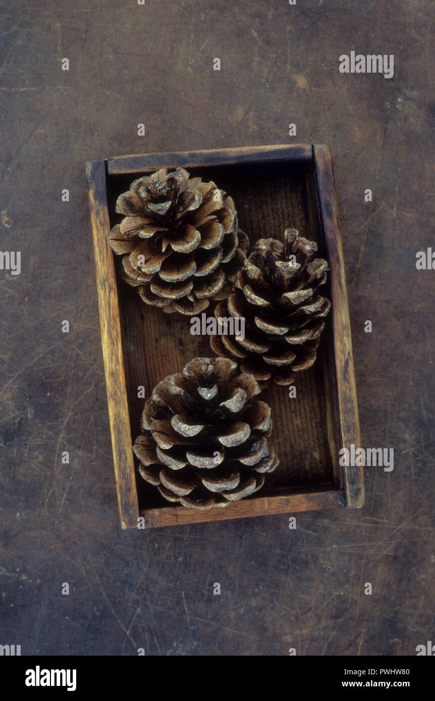 Three pine cones of Scots pine or Pinus sylvestris lying on wooden box Stock Photo