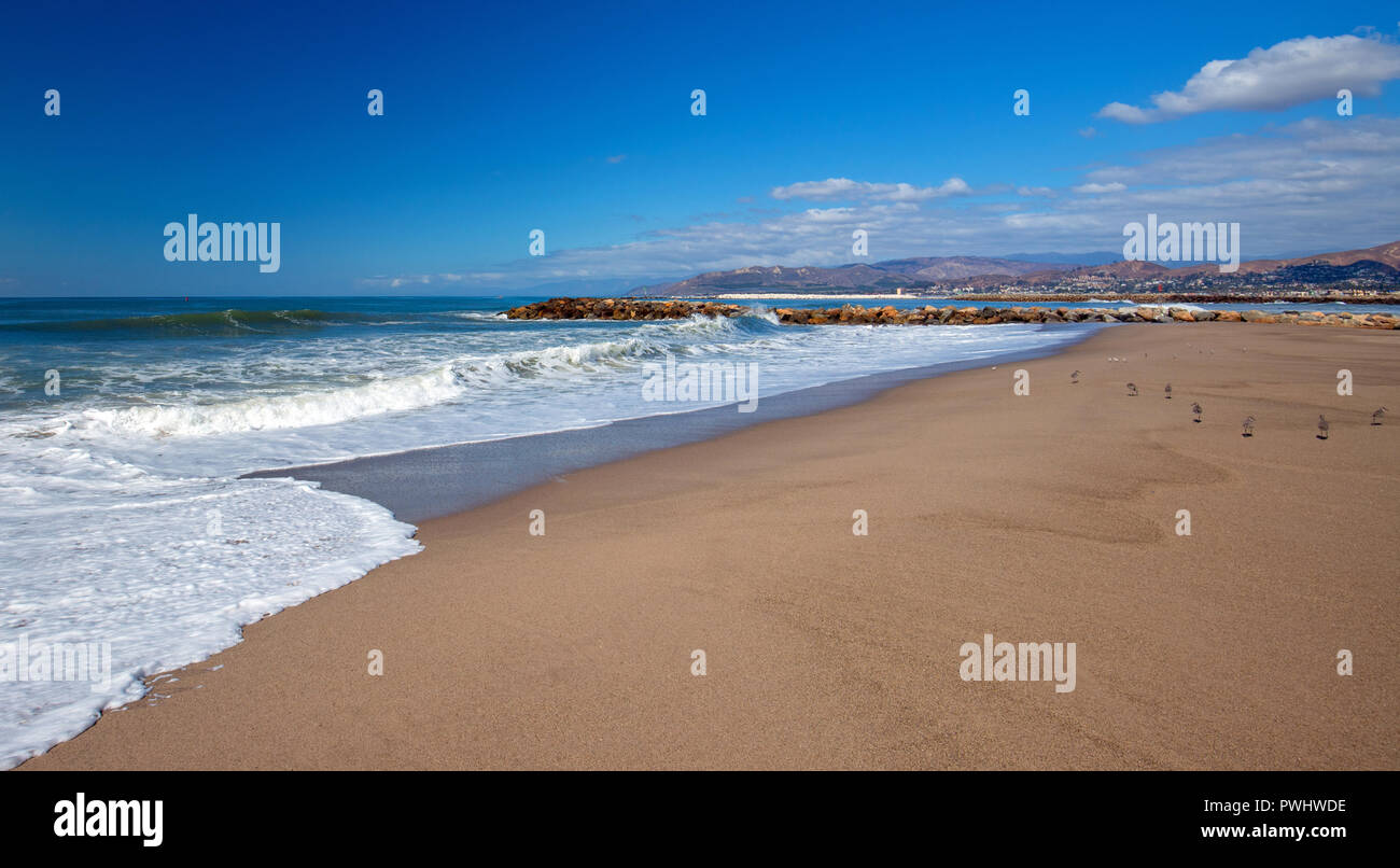 Whimbrel shorebirds on Surfers Knoll beach in Ventura southern California USA Stock Photo
