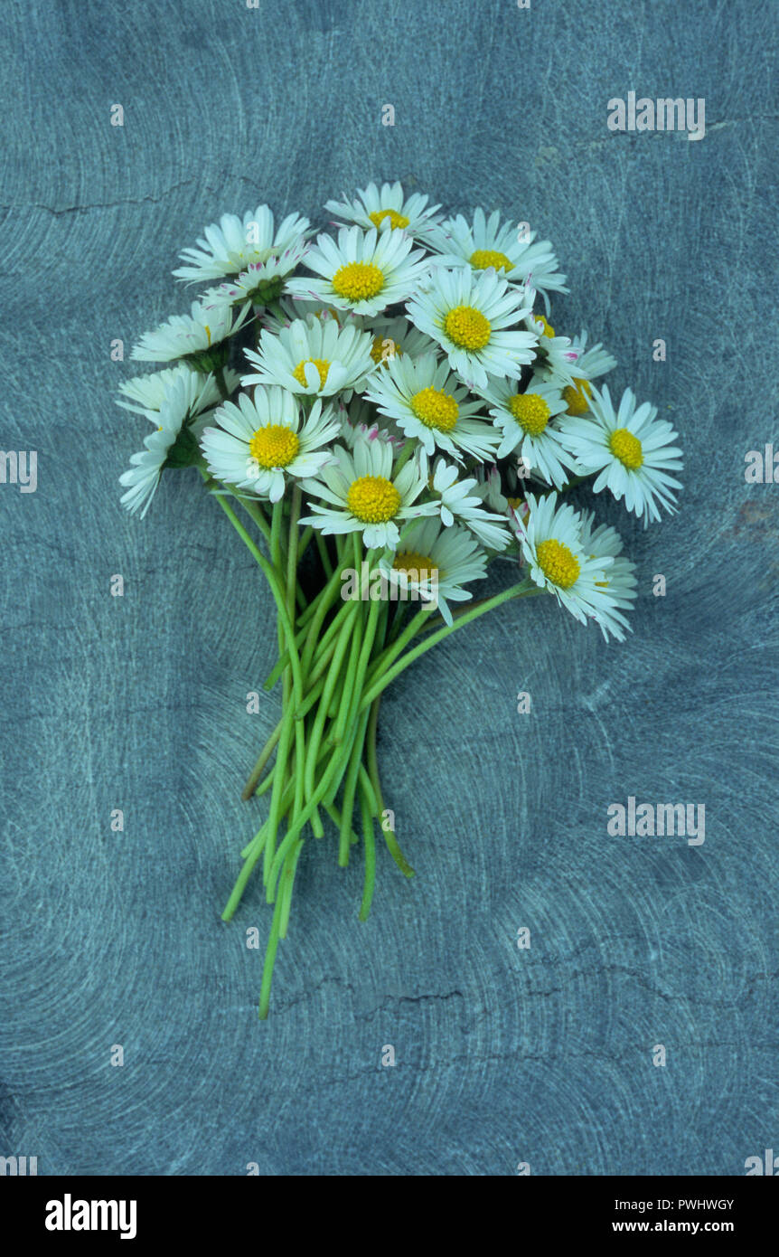 Fresh cut daisies hires stock photography and images Alamy