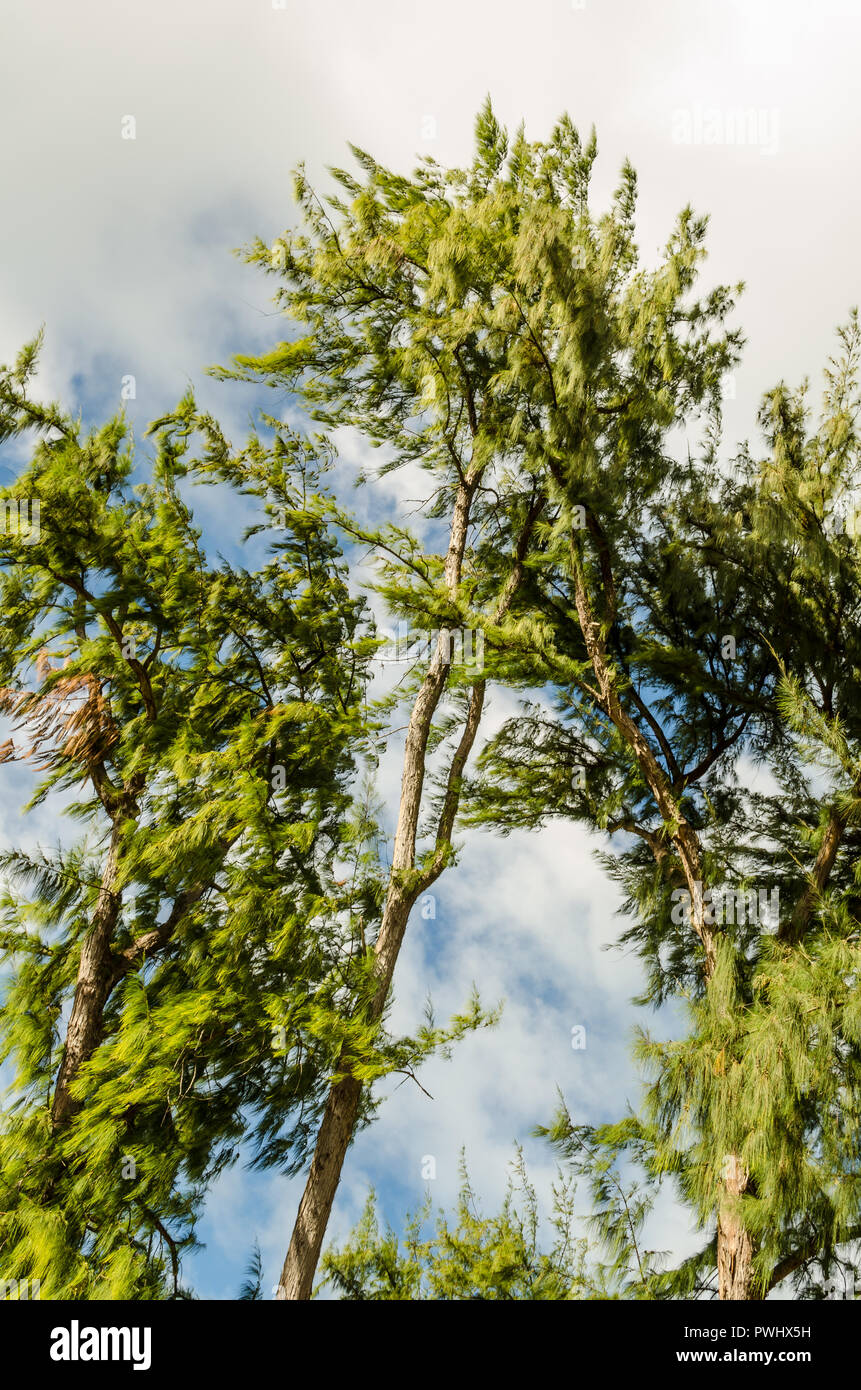 Rainforest green trees Stock Photo Alamy