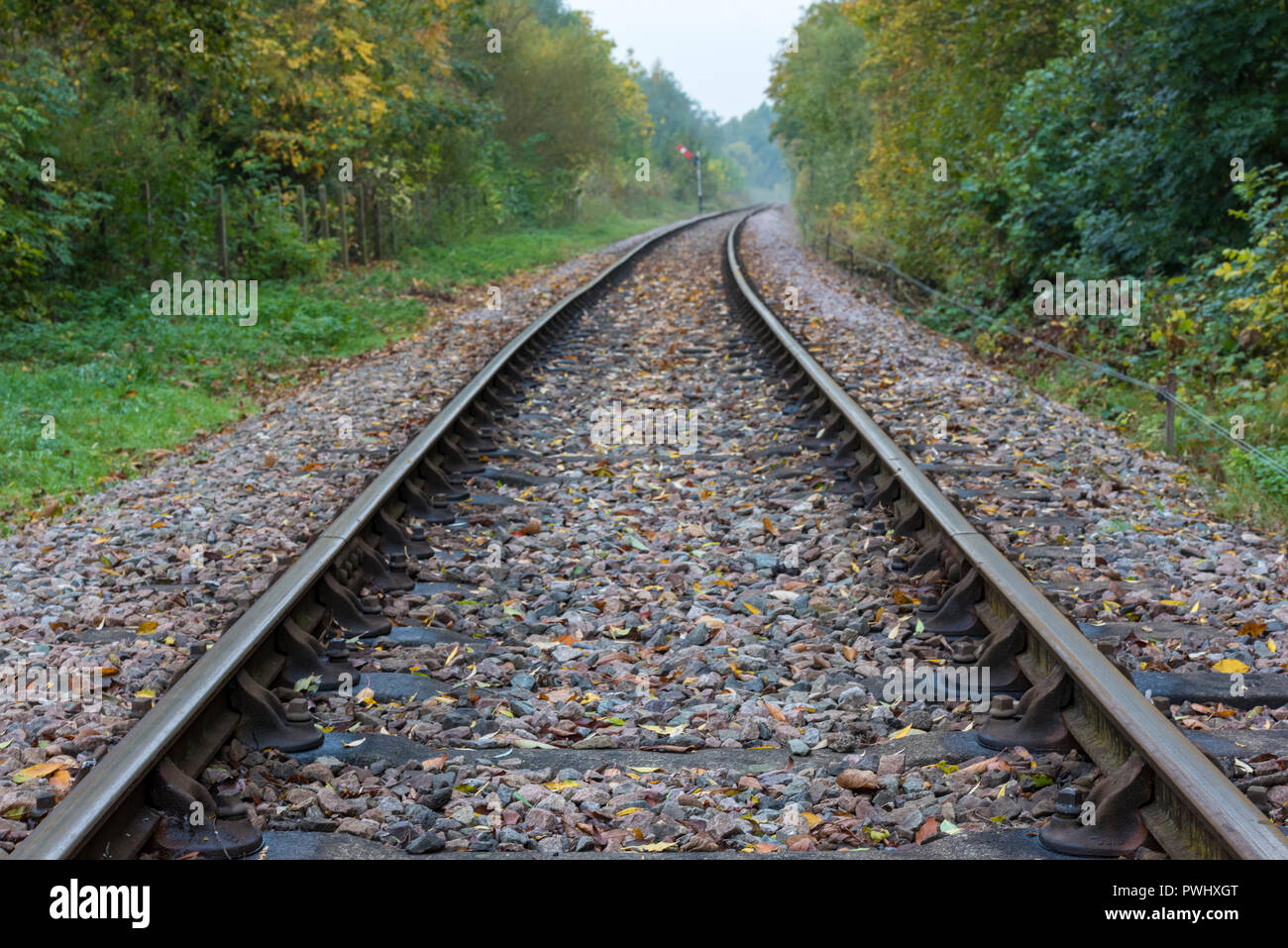 railway tracks or rail lines between trees disappearing into the