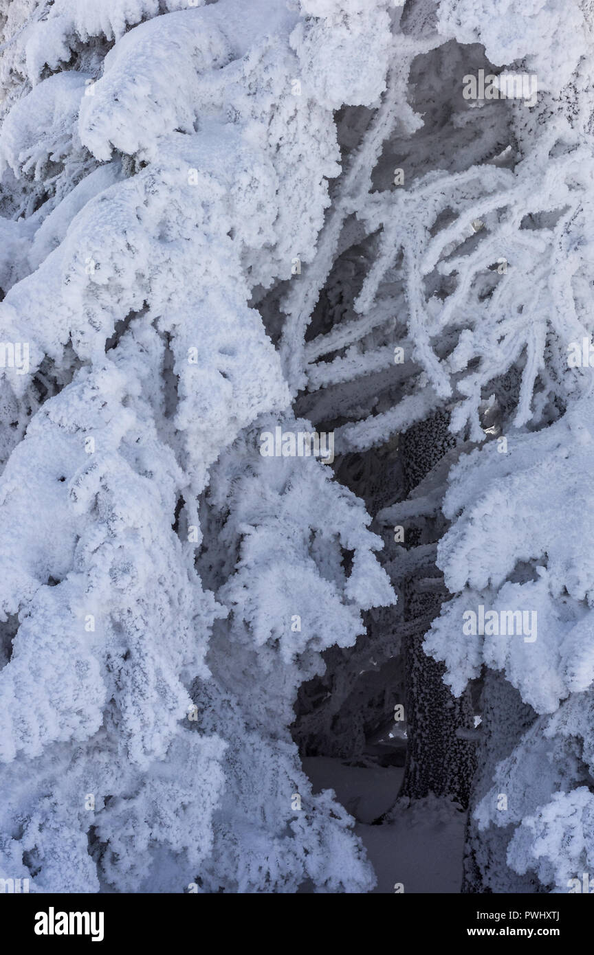 Spruce weather hires stock photography and images Alamy