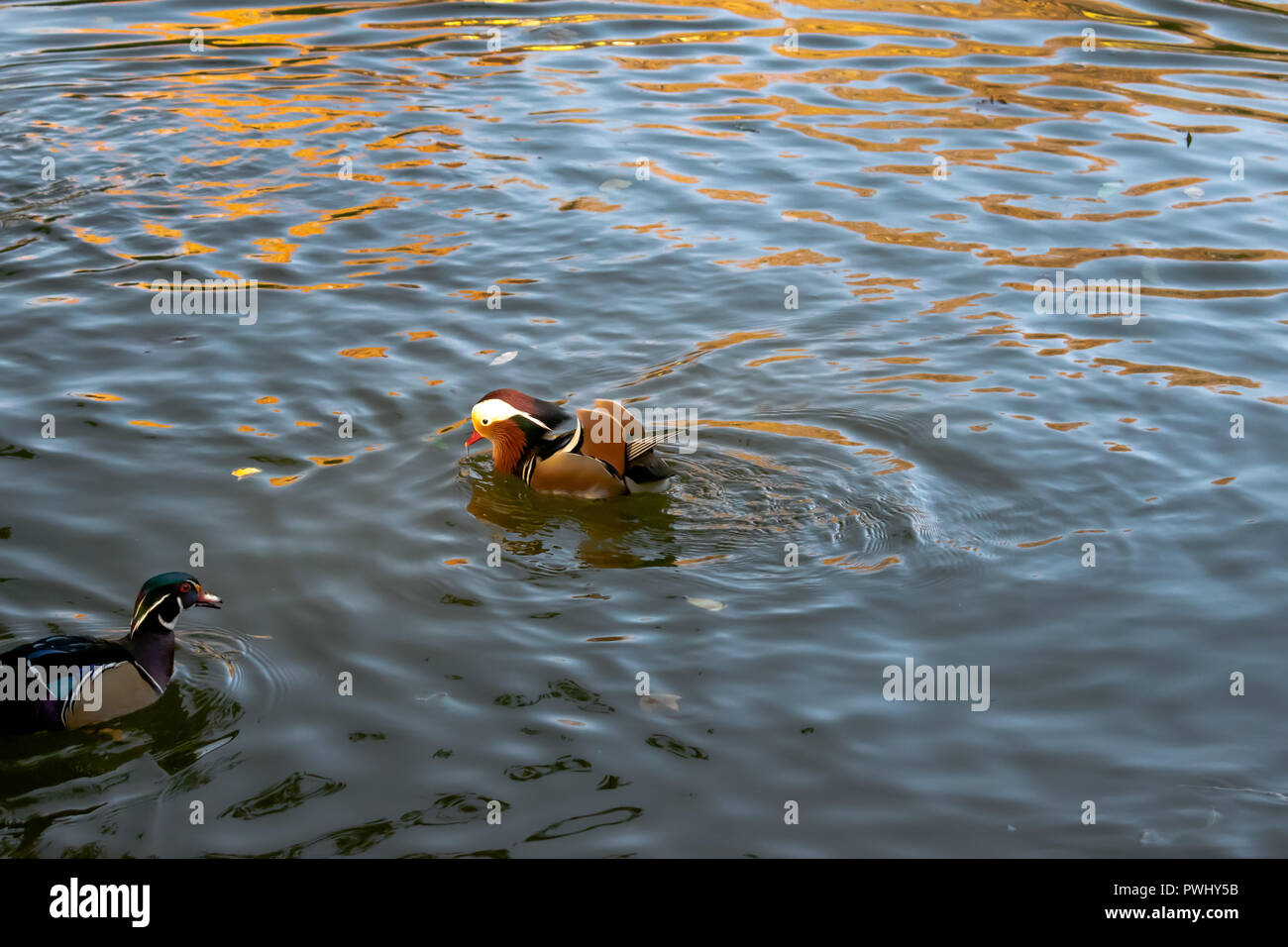 Mandarin ducks on the lake Stock Photo - Alamy