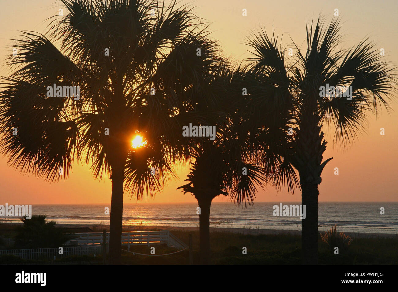 Sun rising through palm trees on an Atlantic Ocean beach Stock Photo