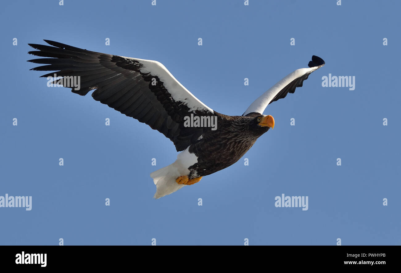 Steller's sea eagle in flight. Adult Steller's sea eagle . Scientific name: Haliaeetus pelagicus. Blue sky background. Stock Photo