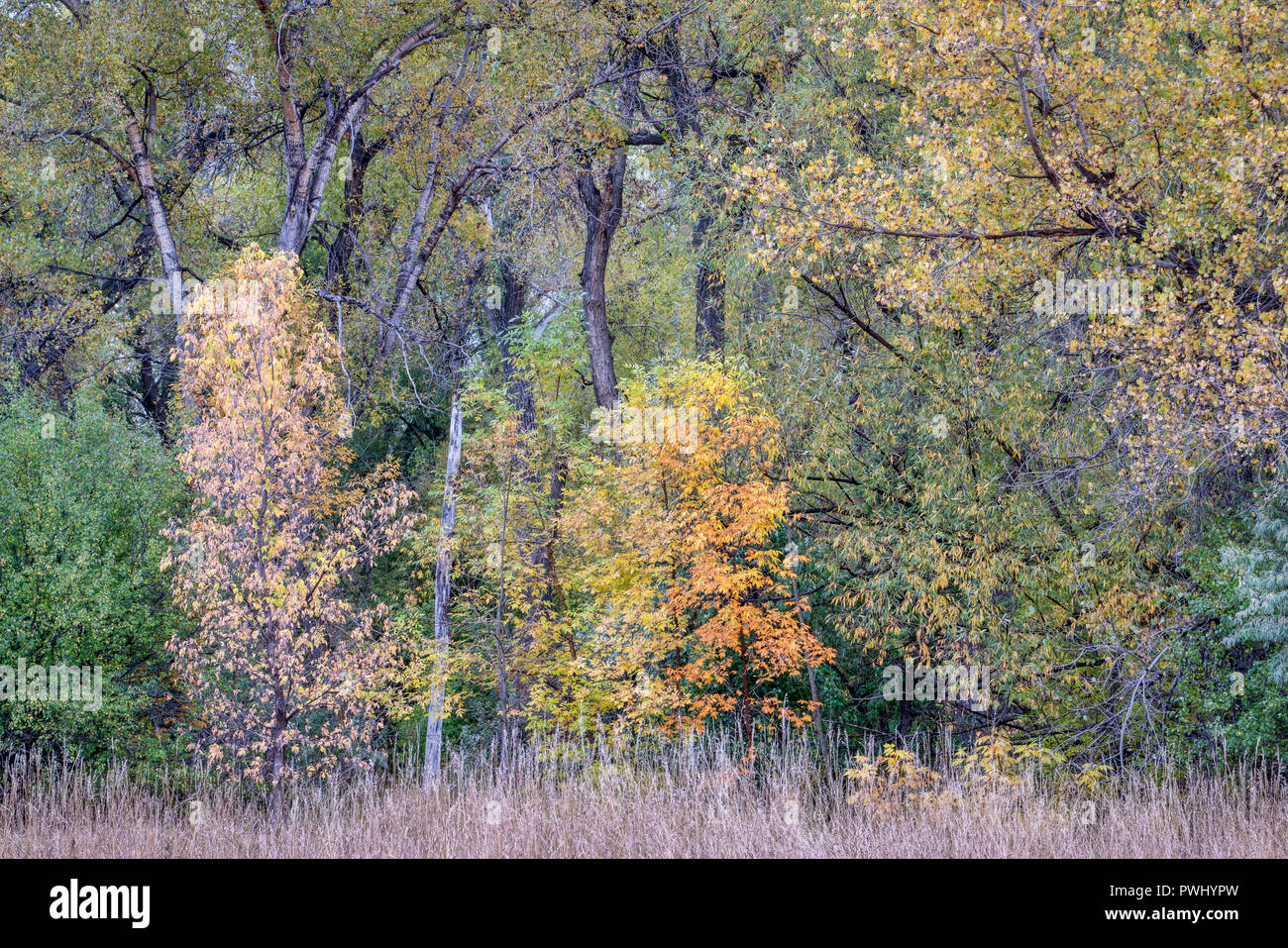 Subtle tapestry of fall colors in a riparian forest along Poudre River 