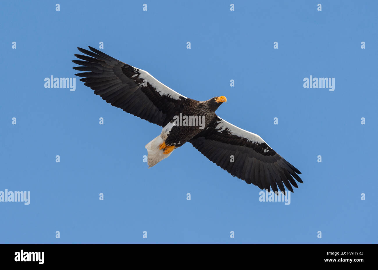 Steller's sea eagle in flight. Adult Steller's sea eagle . Scientific name: Haliaeetus pelagicus. Blue sky background. Stock Photo