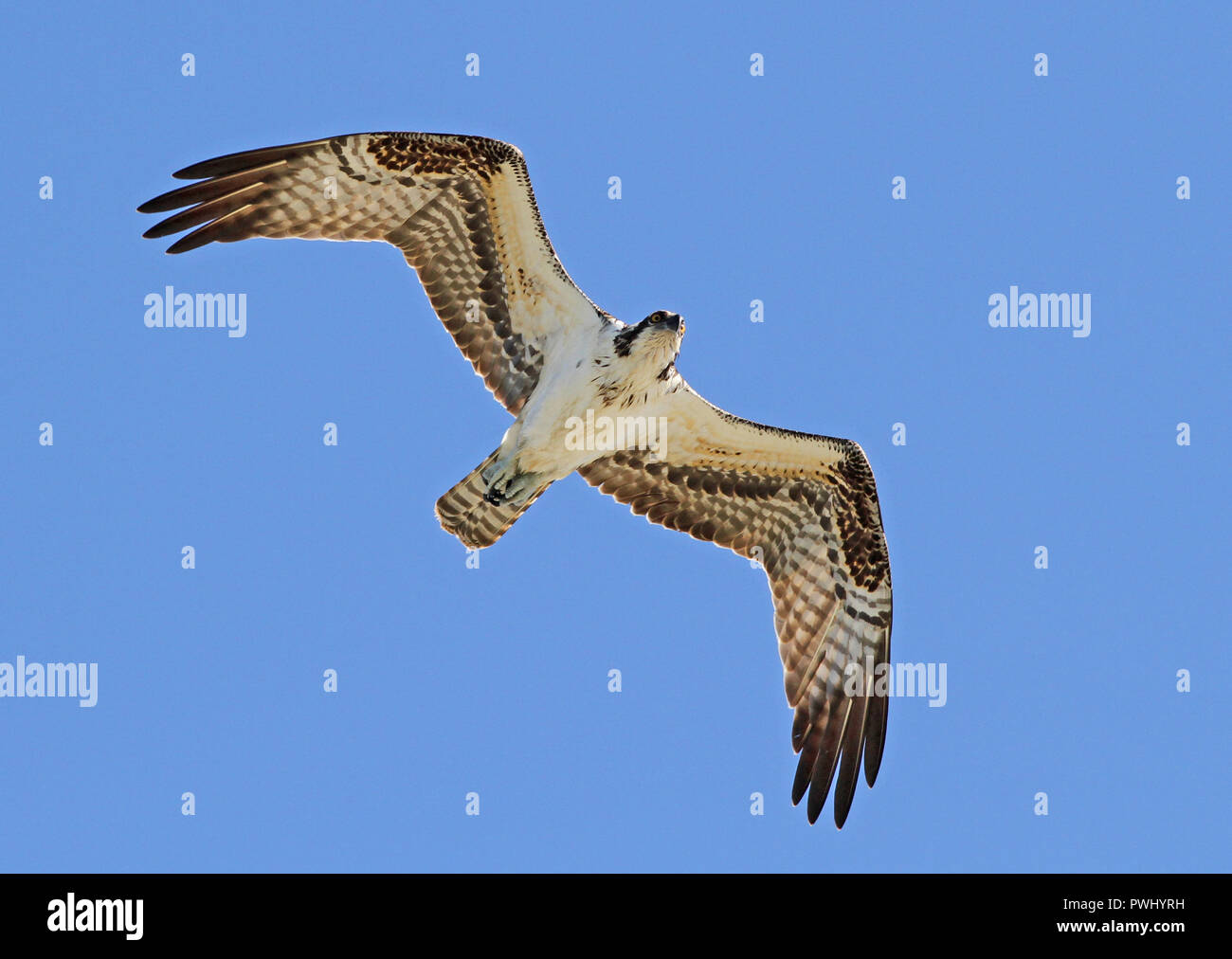 An osprey bird of prey soaring against a blue sky Stock Photo