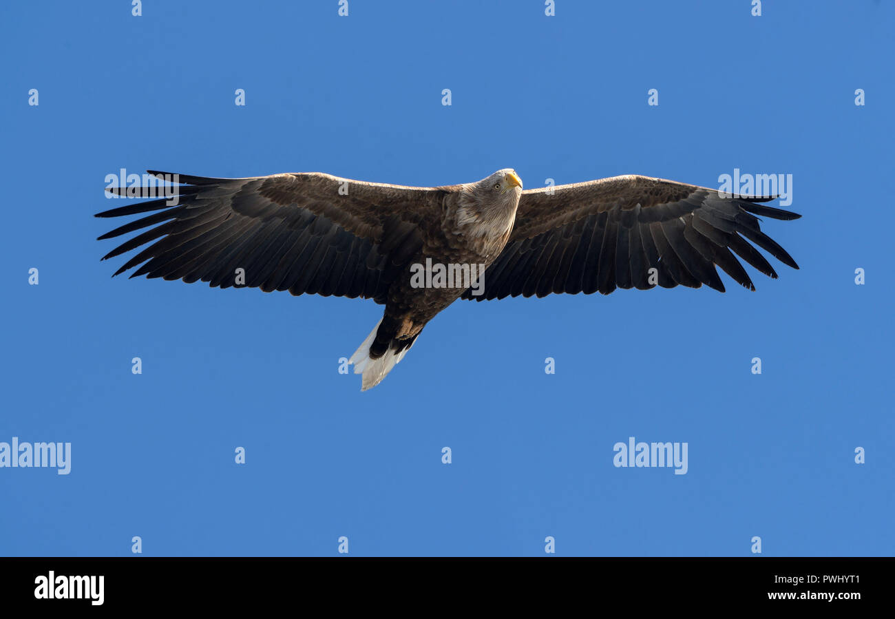 Adult White tailed eagle in flight. Blue sky background. Scientific