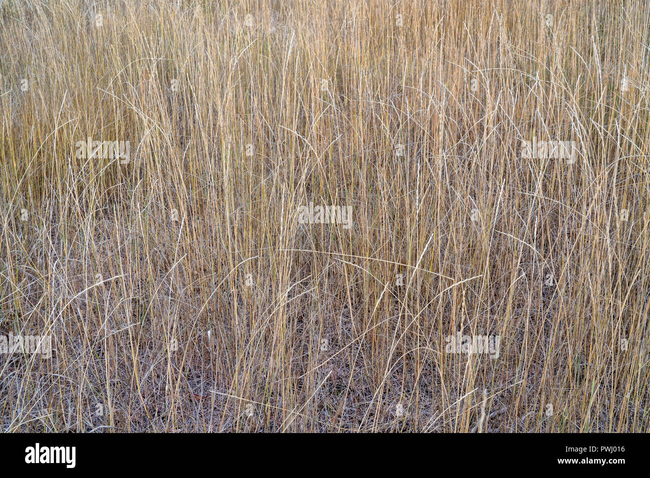 Dry tall grass hi-res stock photography and images - Alamy