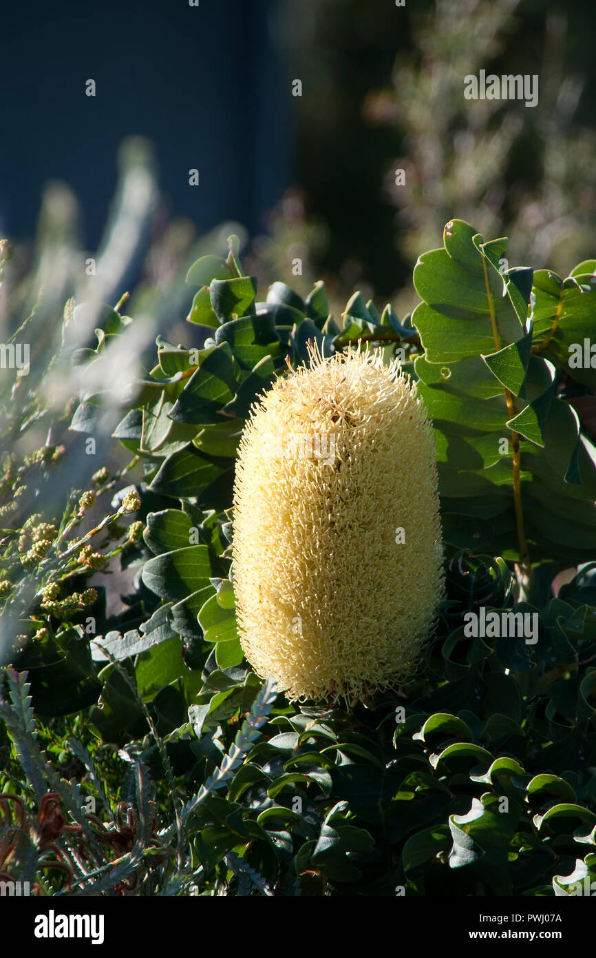 Albany Australia, Yellow banksia flower Stock Photo