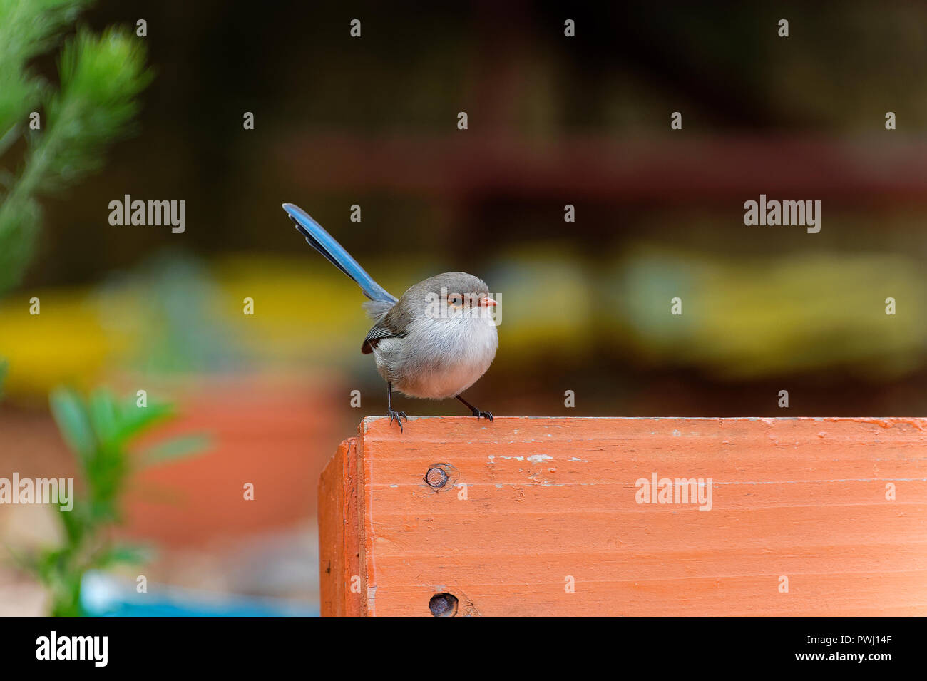 Blue Fairy Wren WA Stock Photo