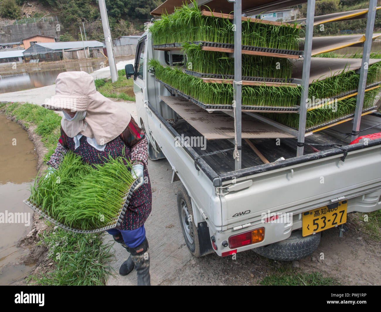 Farmers's wife, carrying tray of rice seedlings, Kuroshio, Kochi, Shikoku, Japan Stock Photo