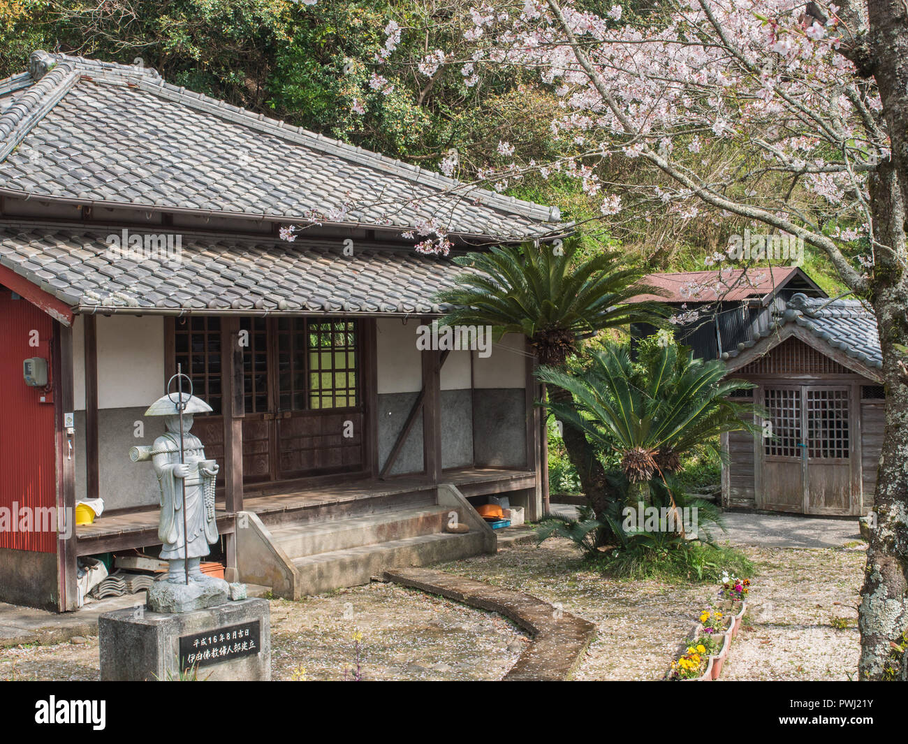Daishi-do temple, with statue of Kobo Daishi and flowering cherry sakura blossom, Kuroshio, Kohi, Japan Stock Photo