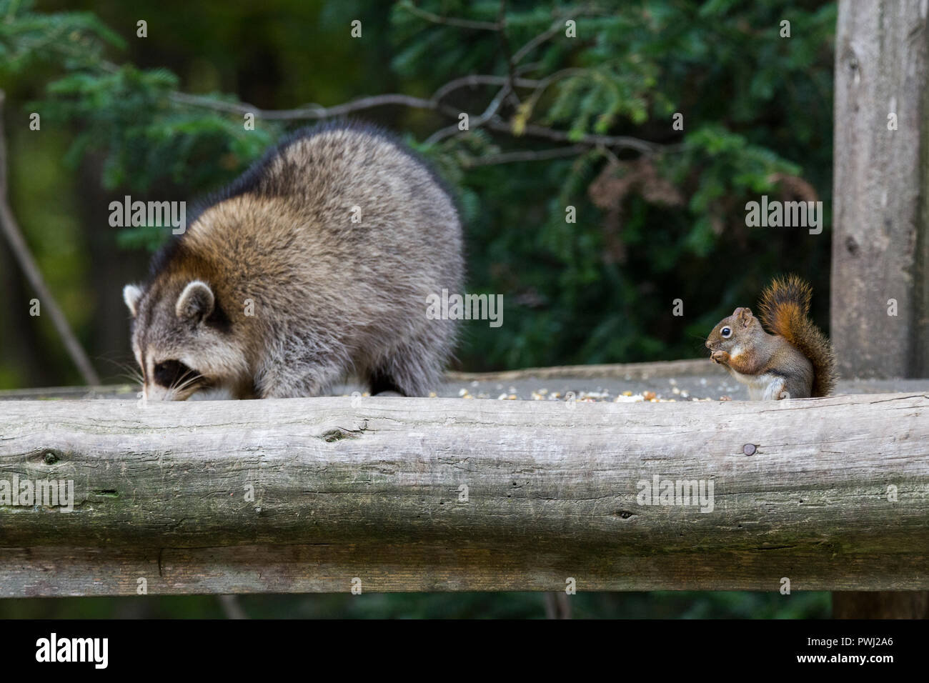 Friends, American raccoon and  American red squirrel (Tamiasciurus hudsonicus) Stock Photo