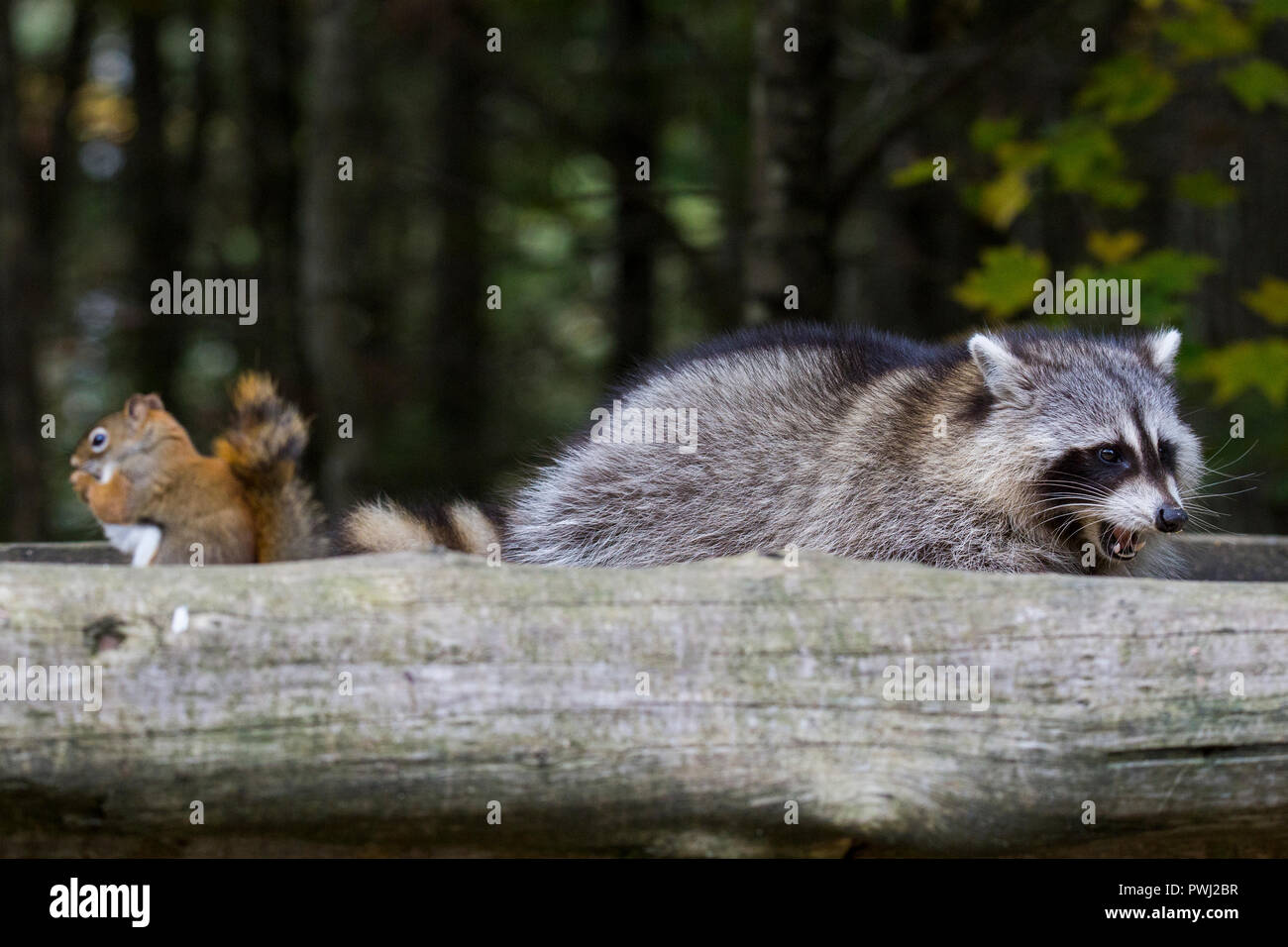 Friends, American raccoon and  American red squirrel (Tamiasciurus hudsonicus) Stock Photo