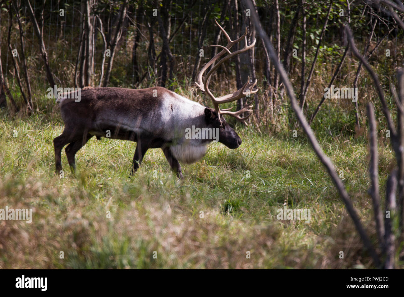 caribou in autumn Stock Photo